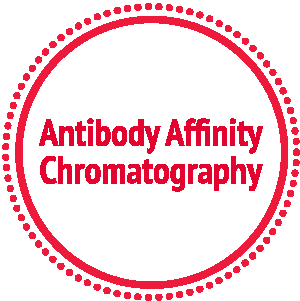 Antibody Affinity Chromatography