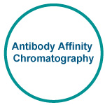 Antibody Affinity Chromatography